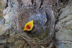 American Robin